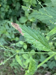 Calycomyza verbenae