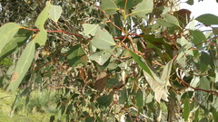 Eucalyptus fasciculosa