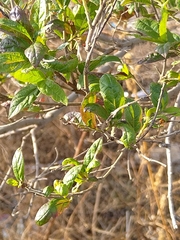 Combretum erythrophyllum