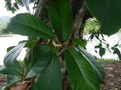 Ficus crassiuscula
