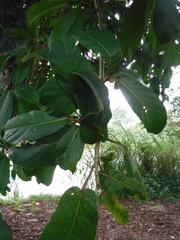 Ficus crassiuscula