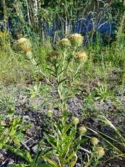 Carlina biebersteinii