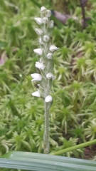 Goodyera repens