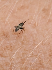 Spanagonicus albofasciatus