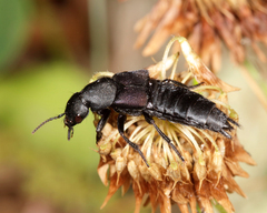 Platydracus fossator