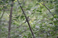 Parus minor