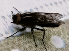 Thereva albovittata