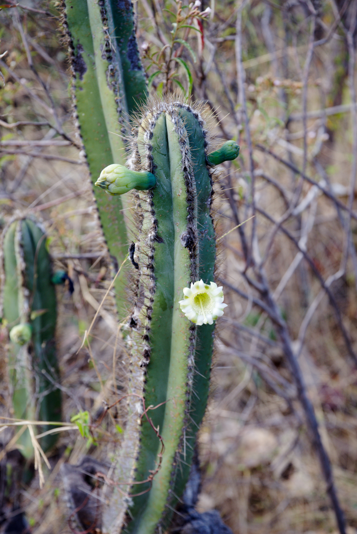 Pilosocereus splendidus