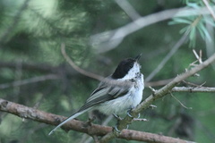 Poecile montanus