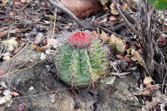 Melocactus zehntneri