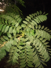 Cedrela fissilis