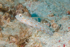 Masted Shrimp Goby photo 3