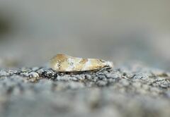 Epicallima mercedella