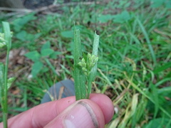 Media resource of Carex blanda