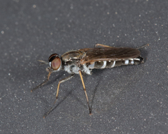 Ozodiceromyia notata