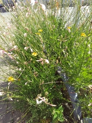 Oenothera lindheimeri
