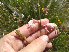 Oenothera lindheimeri