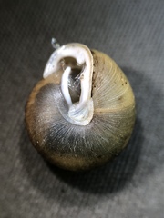 Inflectarius inflectus