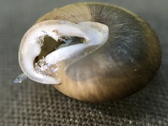 Inflectarius inflectus