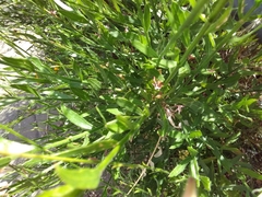 Oenothera lindheimeri