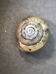 Inflectarius inflectus