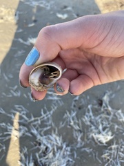 Isocheles wurdemanni