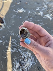 Isocheles wurdemanni