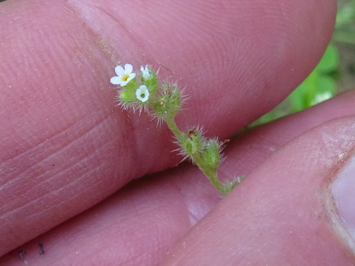 Plagiobothrys scouleri iNat (1)