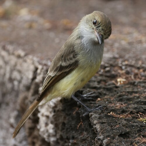 Galapagos Flycatcher (Myiarchus magnirostris), photo 10