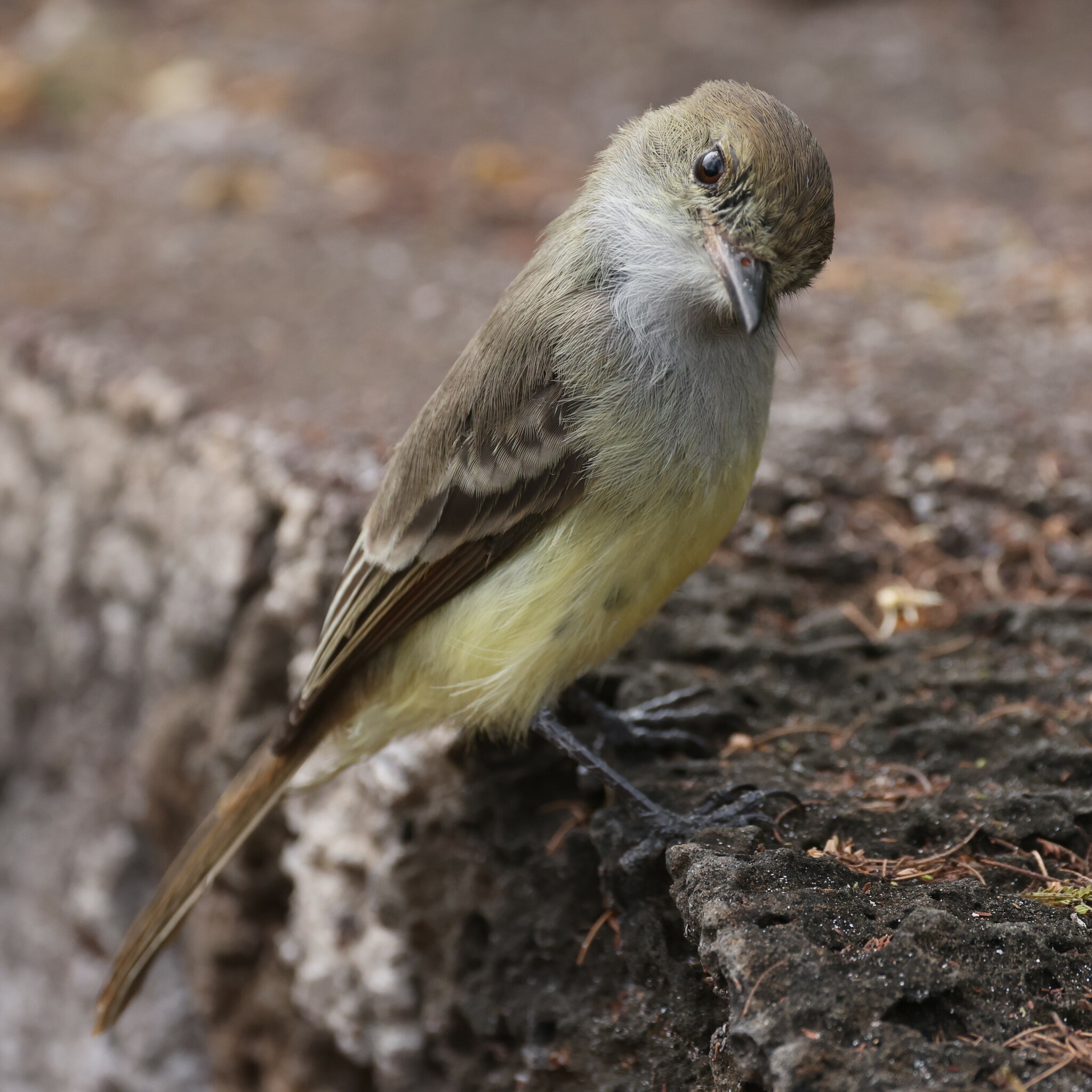 Galapagos Flycatcher illustration
