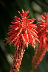 Aloe arborescens