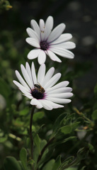 Dimorphotheca ecklonis