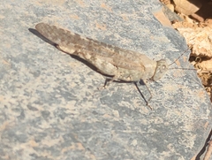 Sphingonotus rubescens
