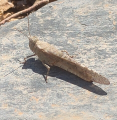 Sphingonotus rubescens