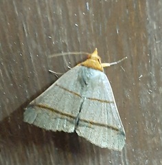 Lepidoptera