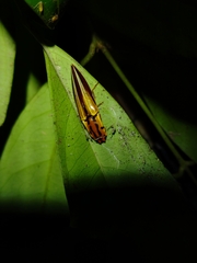 Semiotus intermedius