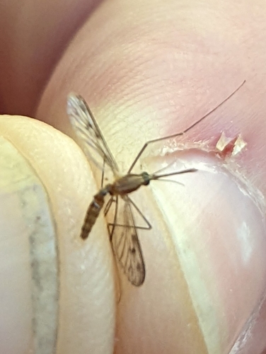 Anopheles freeborni photo 3