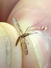 Anopheles freeborni
