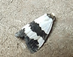 Maliattha quadripartita