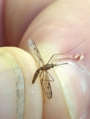 Anopheles freeborni