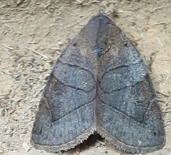 Lepidoptera