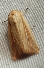 Lepidoptera