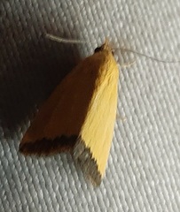Lepidoptera