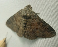 Lepidoptera