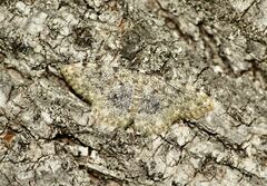 Scopula rufomixtaria