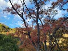 Schinopsis lorentzii