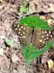 Pararge aegeria tircis