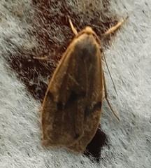 Lepidoptera