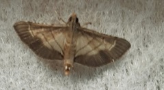Cnaphalocrocis trebiusalis