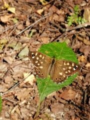 Pararge aegeria tircis